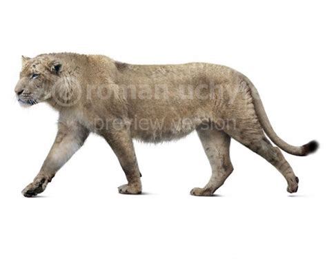 Panthera atrox (white background) | Prehistoric animals, Extinct animals, American lion