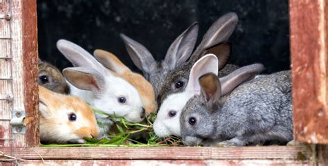 Feeding Rabbits Naturally:Growing and Making Your Own Rabbit Food - Molly Green