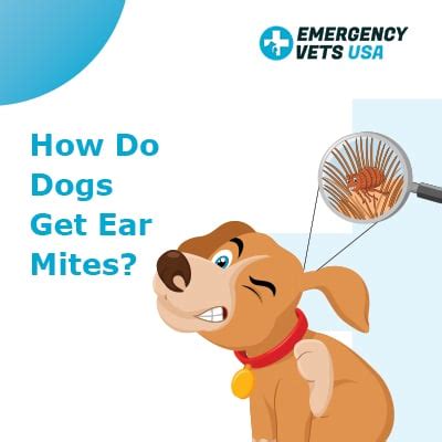 How Do Dogs Get Ear Mites? Signs, Symptoms And Treatment Options