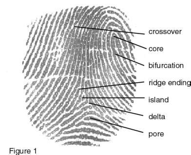 forensics Ch 6 - Fingerprints Flashcards | Quizlet