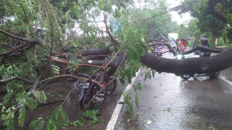 Tertimpa Pohon Tumbang di Jalan Kota Tangerang? Begini Prosedur Klaim ...