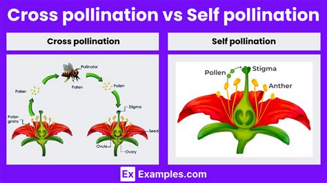 Cross pollination vs Self pollination - Differences, Examples & More