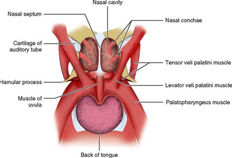 31: Soft Palate and Pharynx | Pocket Dentistry