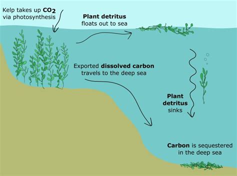 How Kelp Naturally Combats Global Climate Change - Science in the News