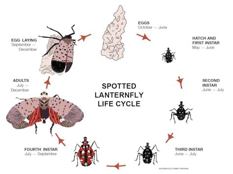 Source: https://extension.psu.edu/spotted-lanternfly The Life Cycle of Spotted Lanternfly With ...