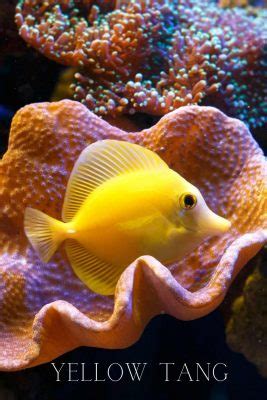 Yellow tang care guide: fish size, facts, photos, tank mates