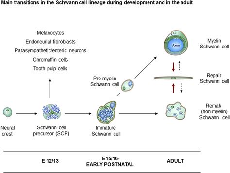 Frontiers | Schwann Cell Precursors; Multipotent Glial Cells in Embryonic Nerves