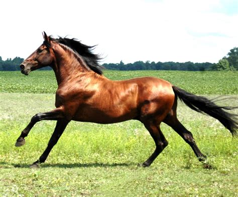 Caballo andaluz al galope :: Imágenes y fotos