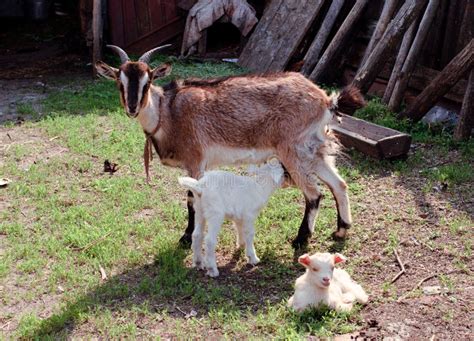 Goat Mother And Baby Royalty Free Stock Photos - Image: 25013848