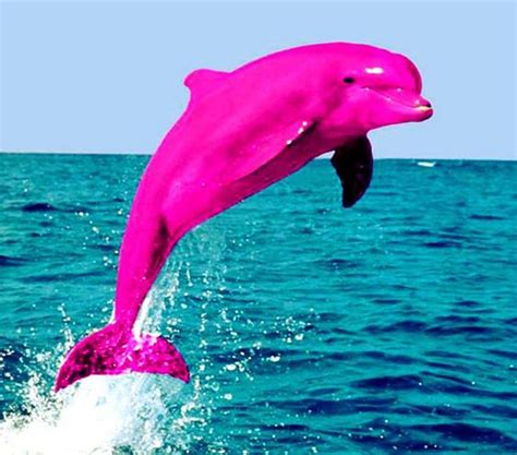 The Pink Dolphin - Kidoz Times