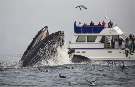 California Whale Watching: Tips to See Them, When to Go