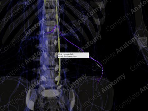 First Lumbar Vein (Right) | Complete Anatomy