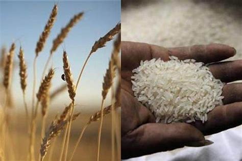 A Declining Trend In The Prices Of Wheat And Rice! - The Agrotech Daily