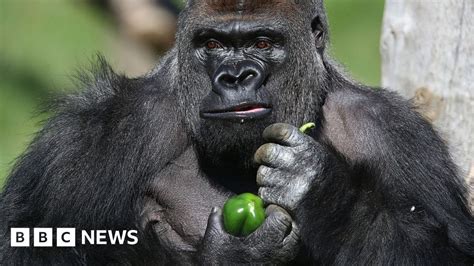 London Zoo gorilla Kumbuka recaptured after enclosure escape - BBC News