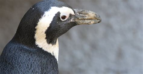 Close-up Photo of Penguin · Free Stock Photo