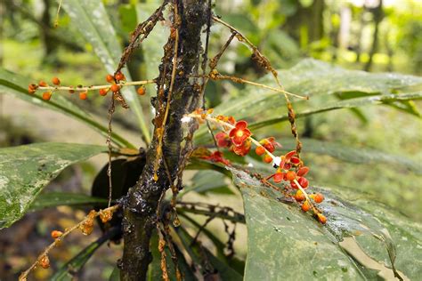 Top 10 Medicinal Plants Of The Amazon - Rainforest Cruises