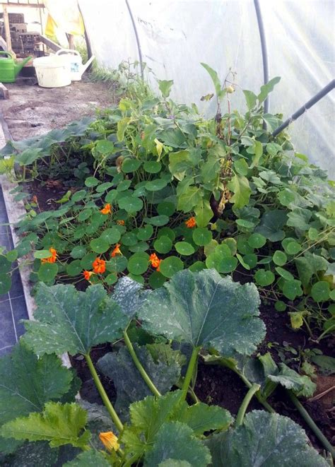 Autumn /winter in the polytunnel - handy tips | Natural lawn, Landscaping tips, Gardening tips