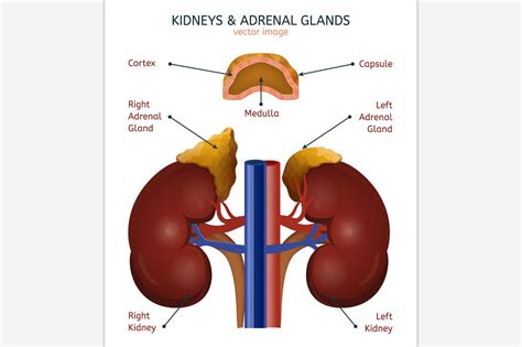 Kidneys & Adrenal Glands | Education Illustrations ~ Creative Market