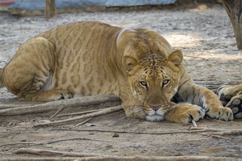 What is a Liger? - Wild Animal Safari