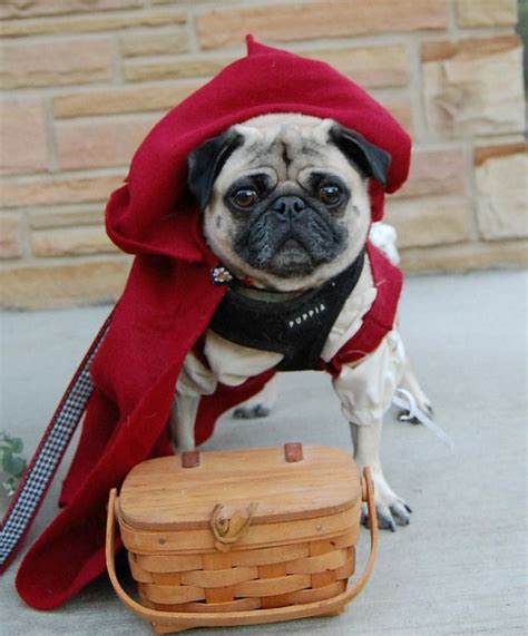 Little Red Riding Pug