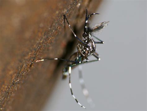 Asian Tiger Mosquito Fact Sheet - C.S.W.D