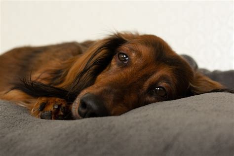 Common Dachshund Health Issues