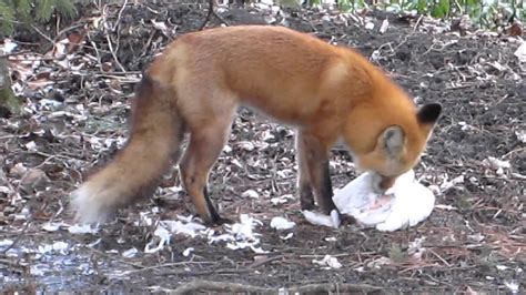 Fox Eating Chicken - YouTube