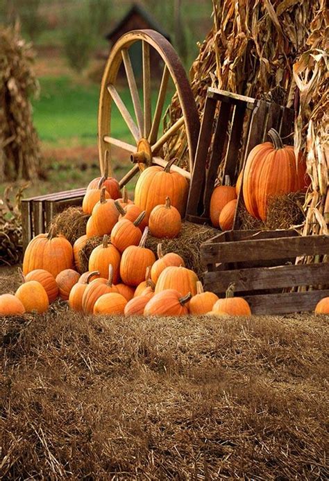 Autumn Farm Pumpkin Backdrops for Party Photography G-027 – Dbackdrop