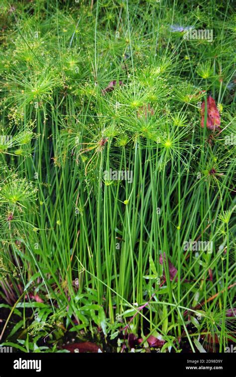 Garden paper reed 50 seeds Cyperus papyrus Indian matting plant papyrus ...