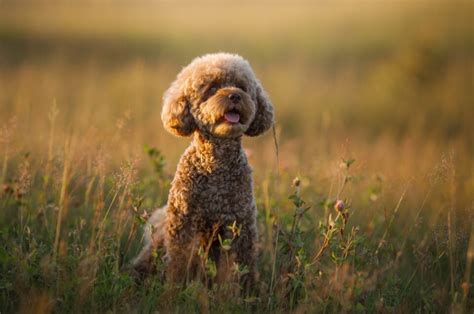 15 Adorable Maltipoo Haircuts + Tips For Grooming