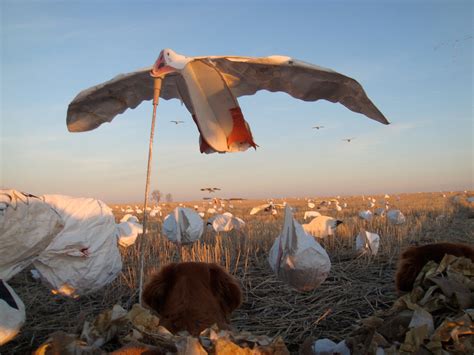 Realistic Flying Snow Goose Motion Decoys – SilloSocks