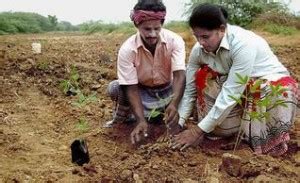 Red gram cultivation reintroduced in Ramnad | Chennai First