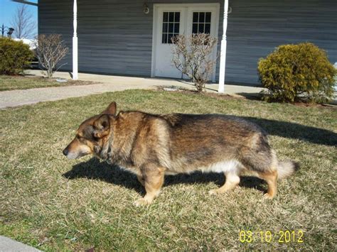 Corgi German shepherd mix characteristics, appearance and pictures