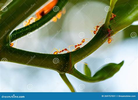 Ants Caring For Aphids, Symbiosis Of Insects In Their Natural Habitat ...