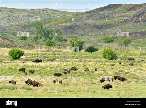 Bison herd on the Great Plains of Montana at American Prairie Reserve ...