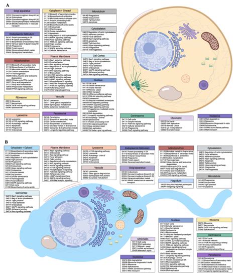 Egg and sperm overall functions. (A) Schematic image of an M. capitata... | Download Scientific ...