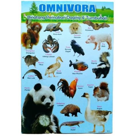 Jual POSTER ANAK BELAJAR MENGENAL BINATANG OMNIVORA | Shopee Indonesia