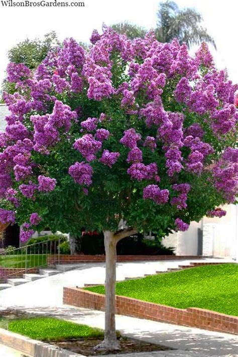 Buy Twilight Purple Crape Myrtle Tree | FREE SHIPPING | Wilson Bros