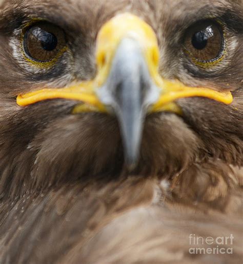 Golden eagle close up portrait Photograph by Aleksandar Mijatovic | Pixels