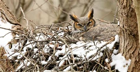 The Enigmatic World of Great-Horned Owl Nesting - The Worlds Rarest Birds