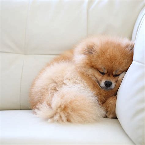 Cute Pomeranian Puppy Sleeping In The Bed Stock Photos, Pictures ...