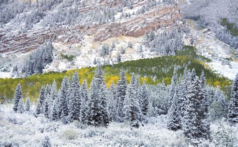 Winter Forest, Colorado ~ Marvelous Nature