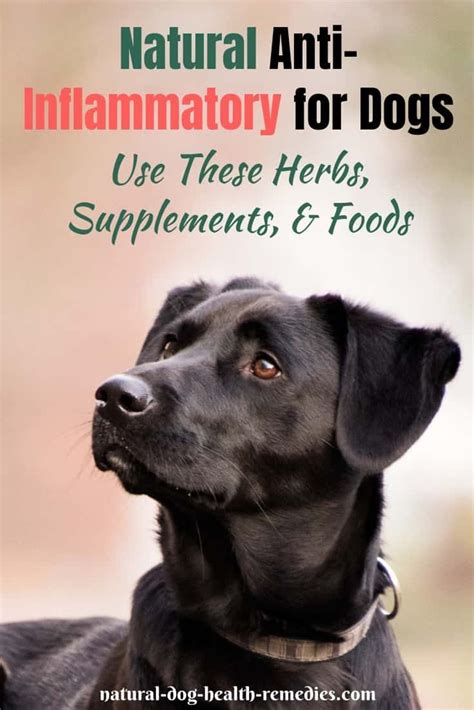 Natural Anti Inflammatory for Dogs #anti_inflammatory_for_dogs | Anti ...