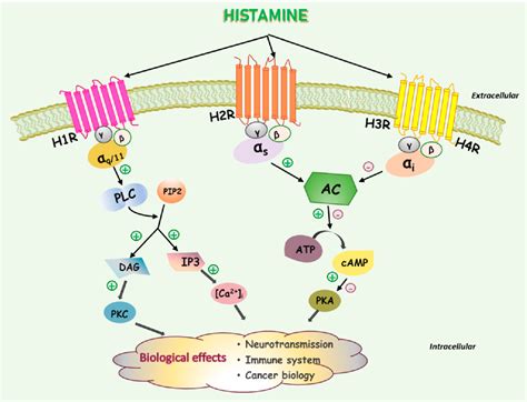 Figure 1 from Pathophysiological Roles of Histamine Receptors in Cancer Progression ...