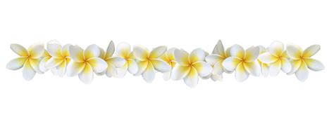 Frangipani Plumeria Flower Border Stock Photo - Download Image Now - iStock