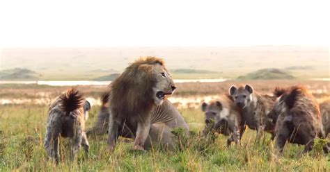 This lion landed amidst 20 hyenas. You won't be able to believe who came to rescue him