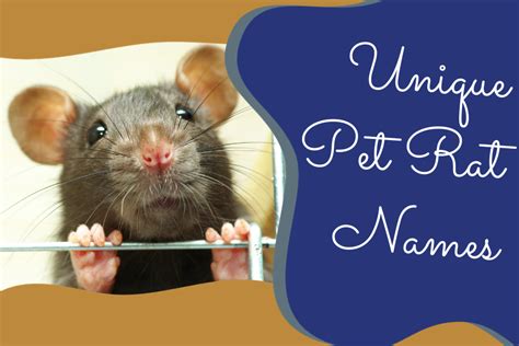 Unique Pet Rat Names: The Best Curated List to Choose From!