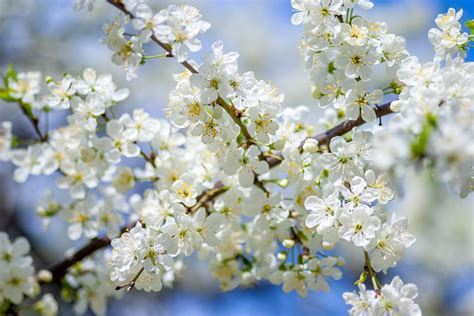 Plum Blossom Pictures | Download Free Images on Unsplash