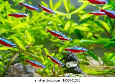 Underwater World Aquarium Plants Neon Tetra Stock Photo 1653761338 ...