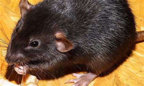 Species Of Rats | 64 Rat Species | Goodnature.co – Goodnature Canada